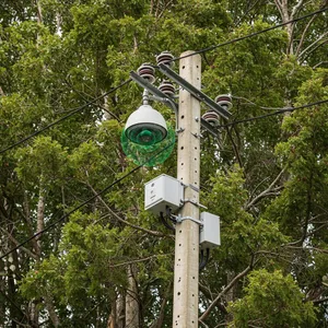 Cảnh báo cây gãy đổ